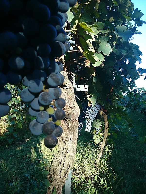 Vendemmia 2015