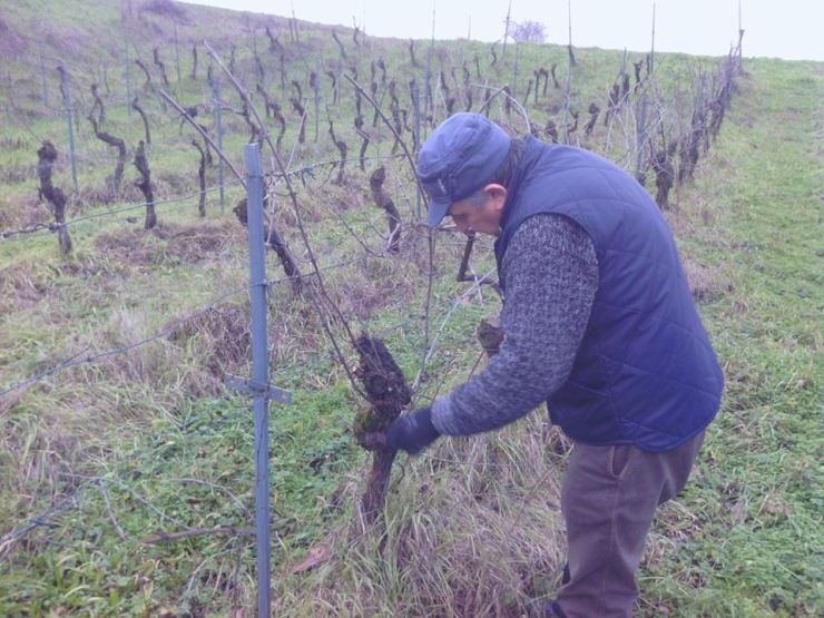 Franco Malinverno, Potatura