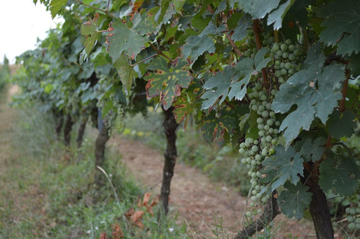 Annata, 2017, Vigna, Vigneto, Vino,