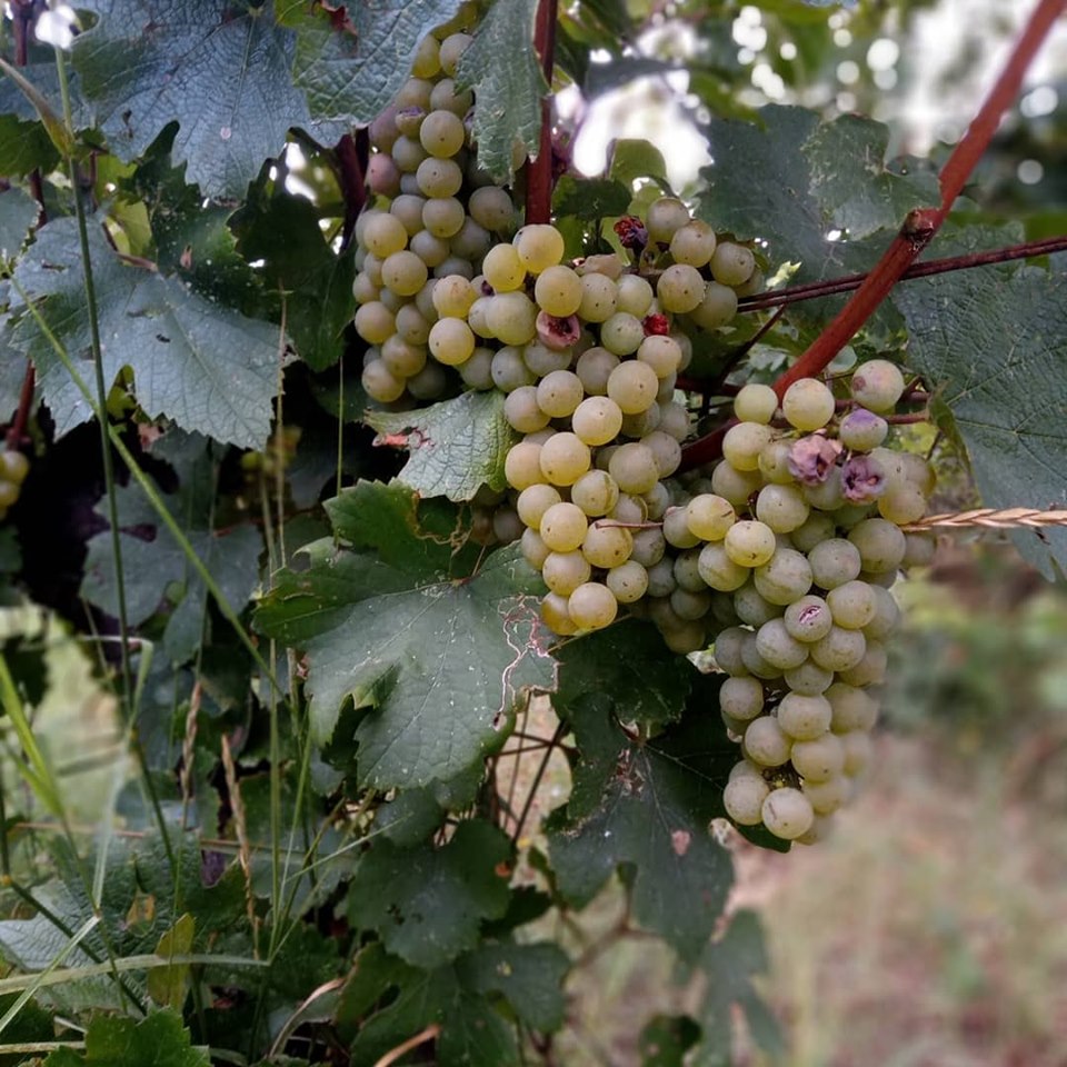 Vigneto 2019, Vendemmia, Caffè La Crepa